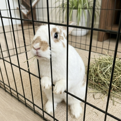 Madame Bun Bun